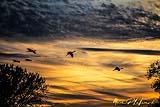 Bosque Del Apache Dec 2018